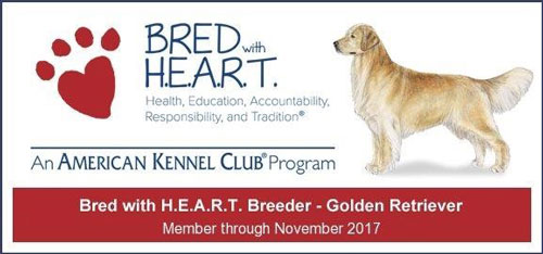 Bred with H.E.A.R.T Golden Retriever Program Breeder