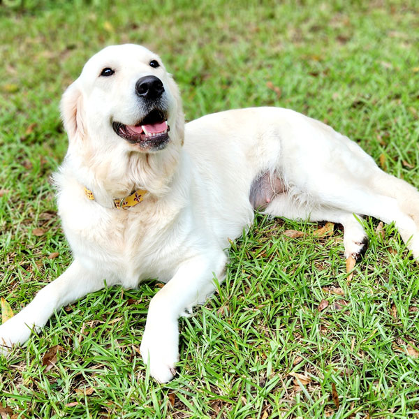 American Golden Retriever from Golden Miracles in Mississippi
