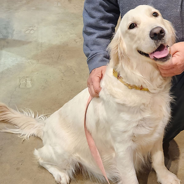 English Golden Retriever from Golden Miracles in Mississippi