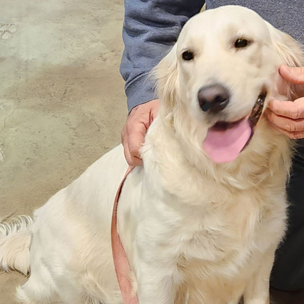 English Golden Retriever from Golden Miracles in Mississippi